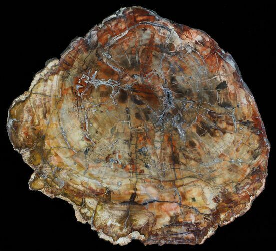 Colorful Petrified Wood Round - Madagascar #58812